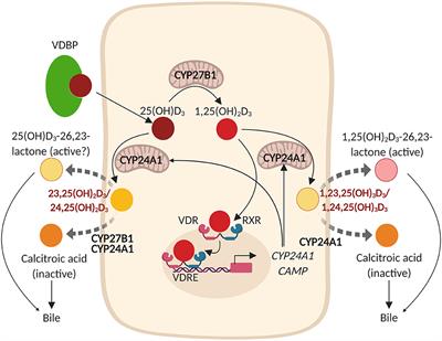 Impact of the Local Inflammatory Environment on Mucosal Vitamin D Metabolism and Signaling in Chronic Inflammatory Lung Diseases